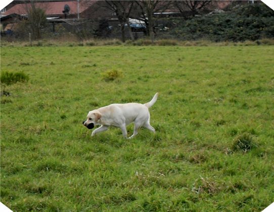 		Labrador Retriever – Rasseportrait aus der Sicht des Hundehalters