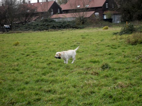 		Labrador Retriever – Rasseportrait aus der Sicht des Hundehalters