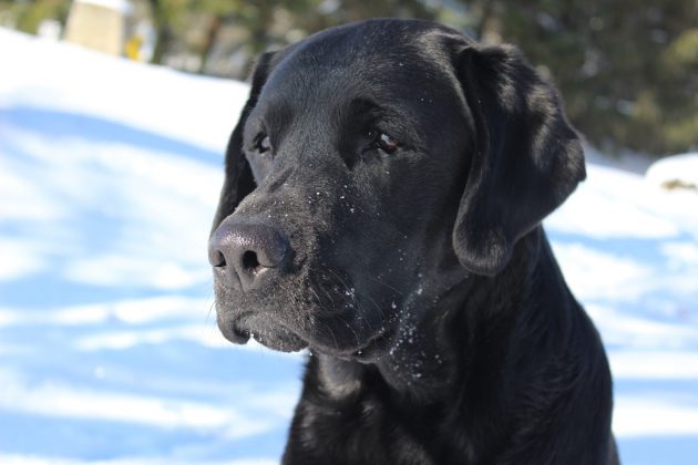 Labrador Retriever – Rasseportrait aus der Sicht des Hundehalters2