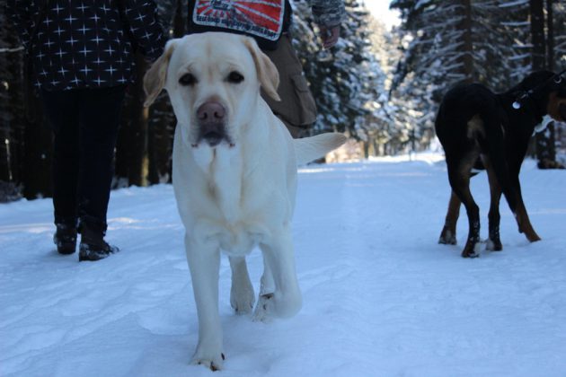 Labrador Retriever – Rasseportrait aus der Sicht des Hundehalters3