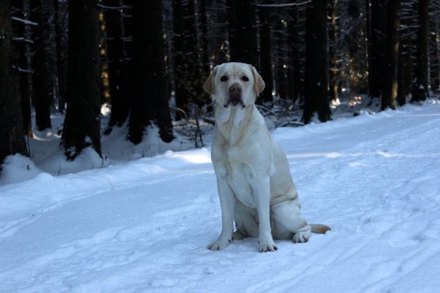 Labrador Retriever – Rasseportrait aus der Sicht des Hundehalters4