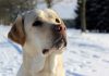 Labrador Retriever – Rasseportrait aus der Sicht des Hundehalters5