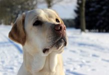 Labrador Retriever – Rasseportrait aus der Sicht des Hundehalters5