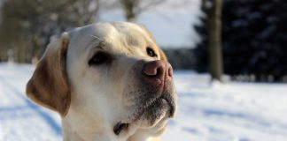 Labrador Retriever – Rasseportrait aus der Sicht des Hundehalters5