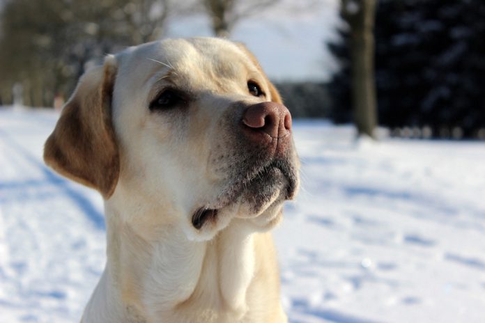 Labrador Retriever – Rasseportrait aus der Sicht des Hundehalters5