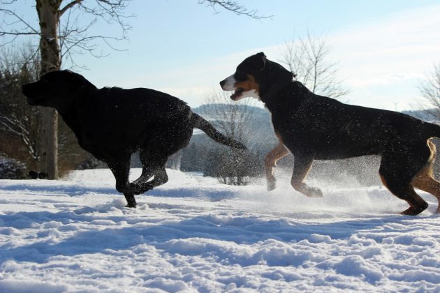 Labrador Retriever – Rasseportrait aus der Sicht des Hundehalters7