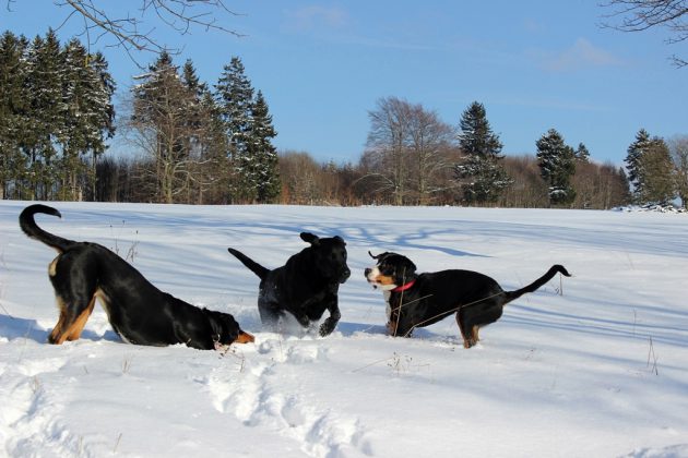 Labrador Retriever – Rasseportrait aus der Sicht des Hundehalters8