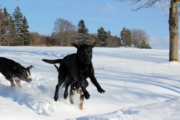 Labrador Retriever – Rasseportrait aus der Sicht des Hundehalters9