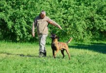 Hundehalter unterwegs mit Hund