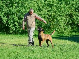 Souveräne Führungsrolle bei der Hundeerziehung Hundehalter unterwegs mit Hund
