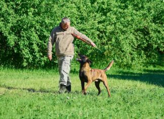 Hundehalter unterwegs mit Hund