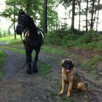 Leonberger – Rasseportrait aus der Sicht des Hundehalters