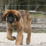 Leonberger – Rasseportrait aus der Sicht des Hundehalters