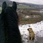 Leonberger – Rasseportrait aus der Sicht des Hundehalters