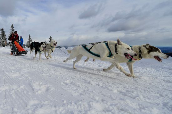 Schlittenhunde im Winter