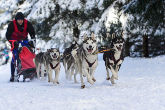 Schlittenhunde