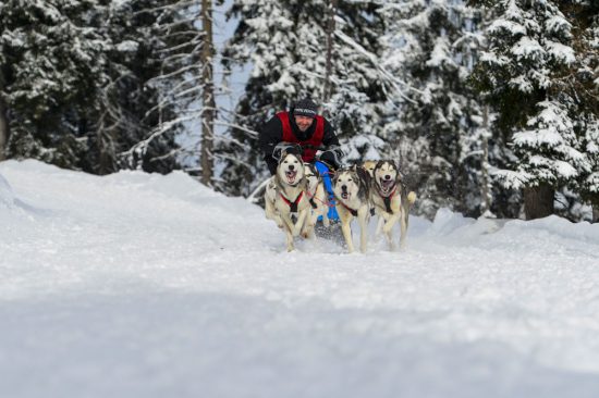 Schlittenhunde