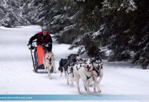 Schlittenhunderennen Gaberl