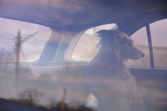 Winnie Hundebildband The Silence of Dogs in Cars