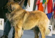 Hundeausstellung Klasseneinteilung