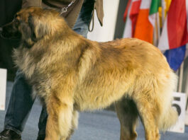 Hundeausstellung Klasseneinteilung