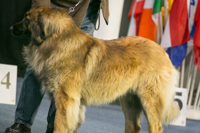 Hundeausstellung Klasseneinteilung