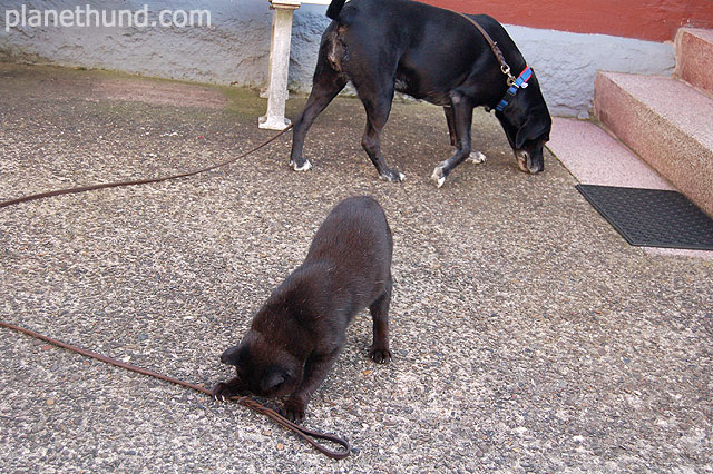 Katze Geht Mit Hund An Der Leine Gassi Planet Hund