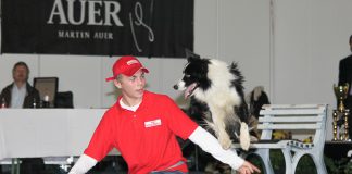 Lukas & Falco: Hundeausstellung Graz 2013 - Sonntag