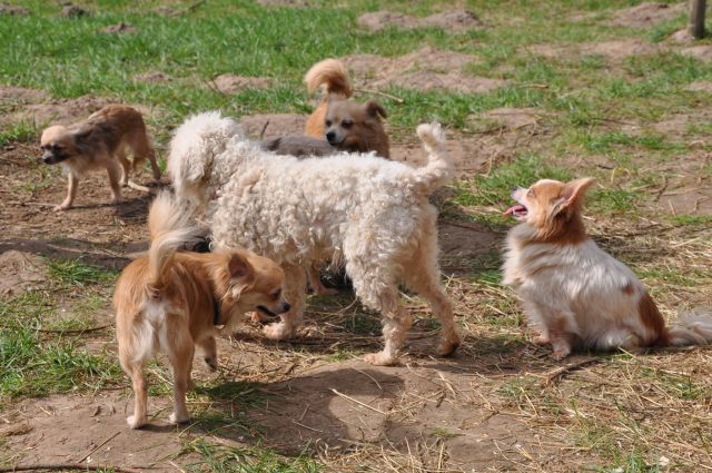 Polizei Sucht Zeugen 16 Hunde In Schneverdingen Neuenkirchen Ausgesetzt Planet Hund