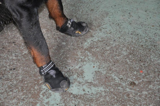 Spezialschuhe für Hunde 