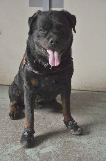 Polizeihund Bonito der Stadtpolizei Zürich mit Hundeschuhe