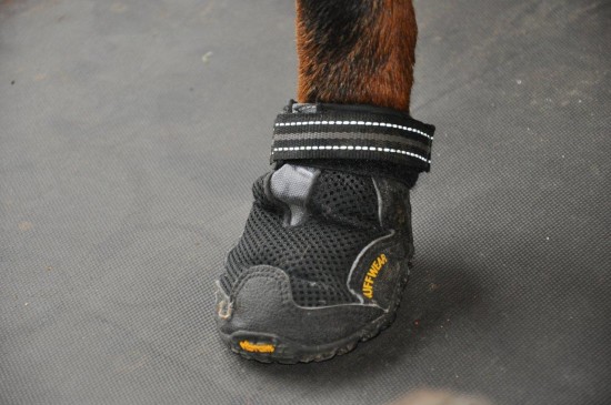 Spezialschuhe mit Klettverschluss für Hunde