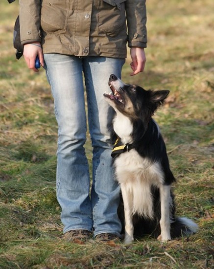 Muss ein Hund so sein, um "glücklich" zu sein?