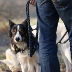 Border Collie an der Leine