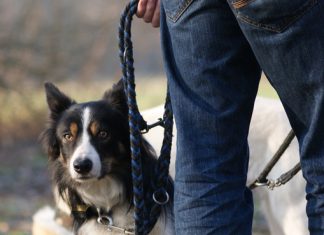 Border Collie an der Leine