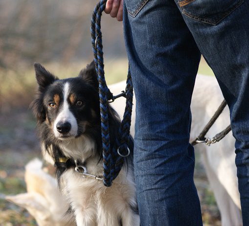 Border Collie an der Leine