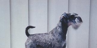 Zwergschnauzer