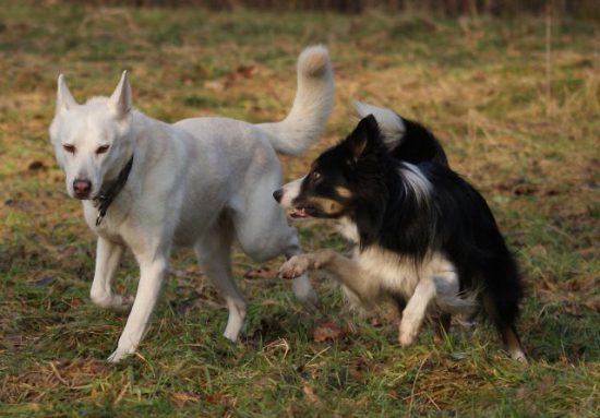 Border Collies and white dog