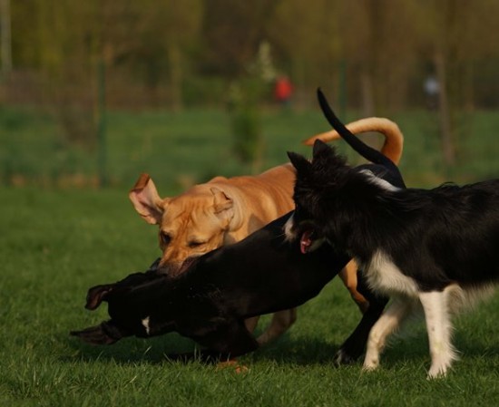 communication between dogs