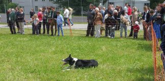 Kurzhaar Border Collie