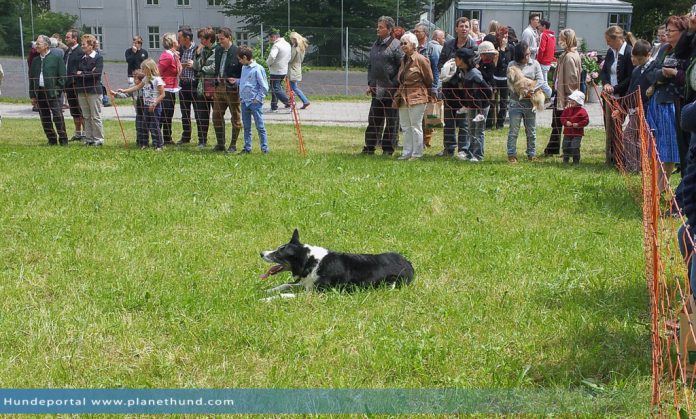 Kurzhaar Border Collie