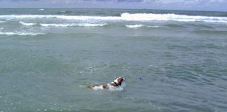 Hund Strand Wasser