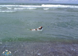 Hund Strand Wasser