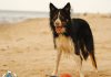 Hund am Strand