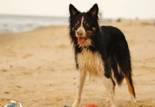 Hund am Strand