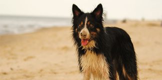 Hund am Strand