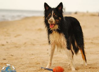 Hund am Strand