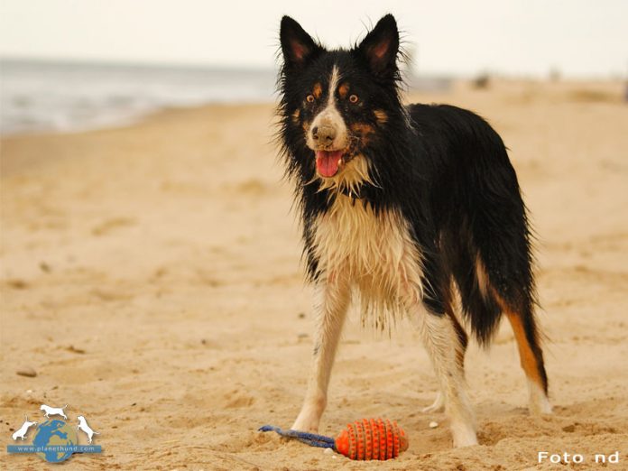 Hund am Strand