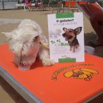 hundestrand-italien-spiaggia-di-pluto-04