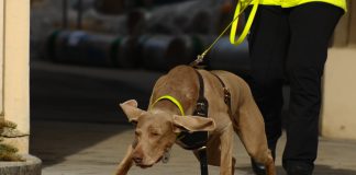 Mantrailing Hund im Einsatz, Fotocredits: moments in time